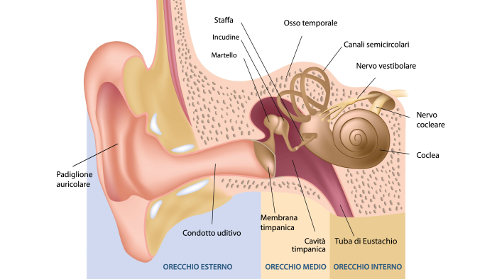 Come Funziona Il Nostro Orecchio Blumedical