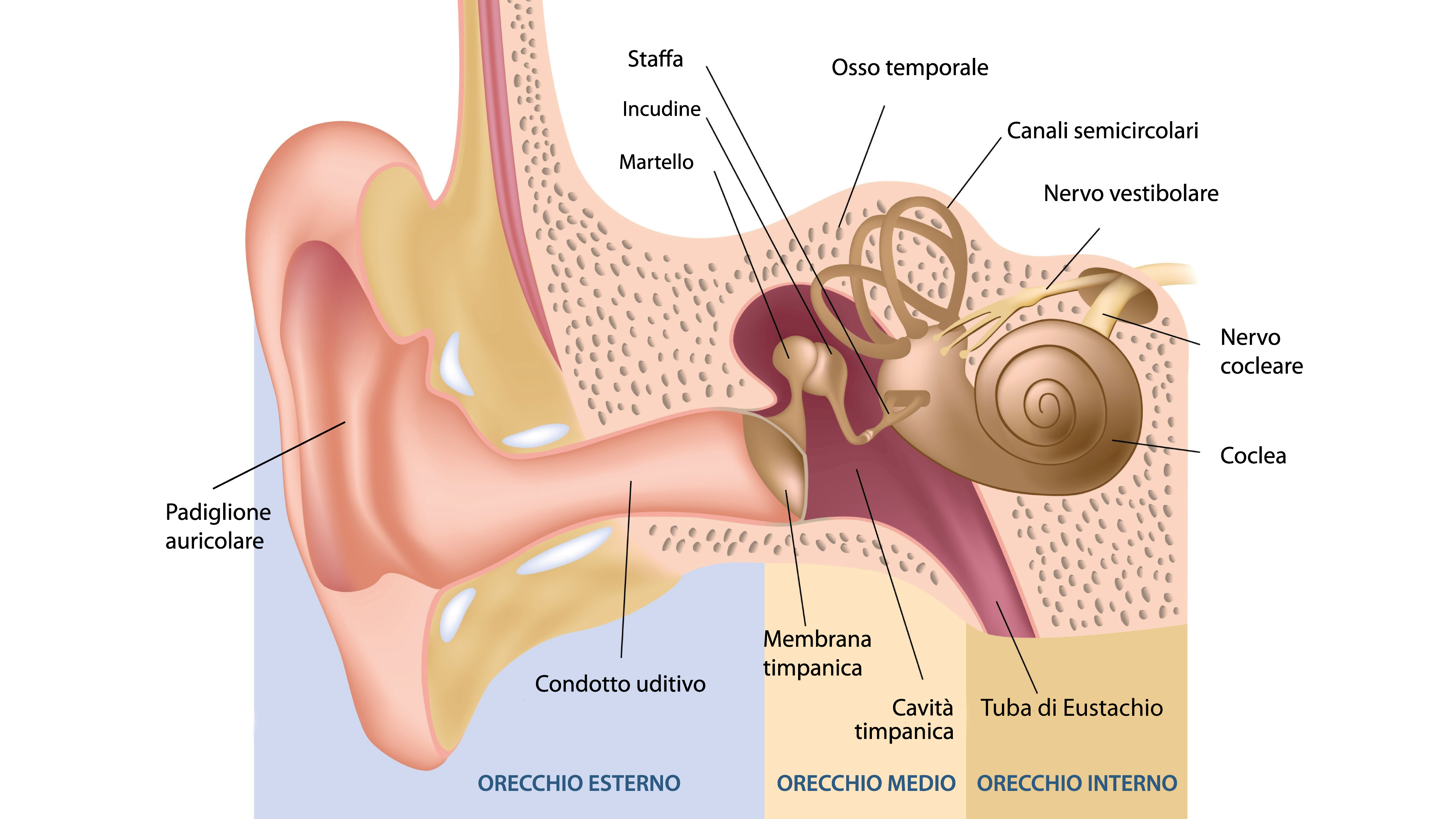 Sagoma per la parte esterna delle orecchie